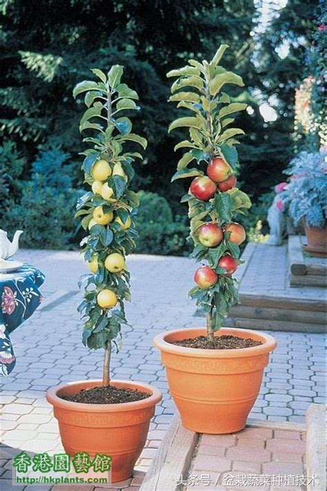 柱狀蘋果平地種植